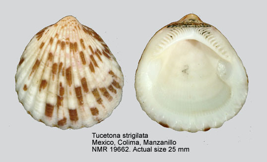 Tucetona strigilata.jpg - Tucetona strigilata(G.B.Sowerby,1833)
